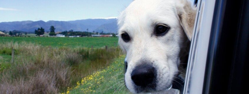 viajar en furgo con perros